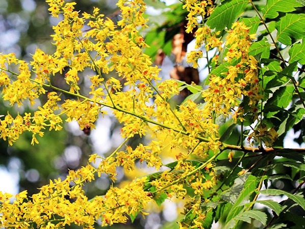 Mydleniec wiechowaty - sadzonki