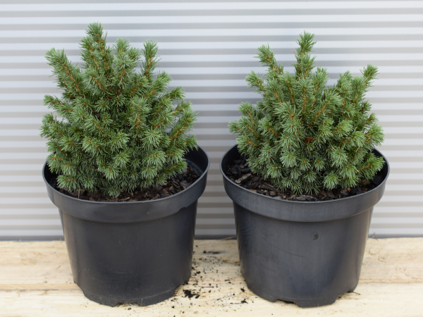 swierk-bialy-alberta-globe-c2 Świerk kłujący ALBERTA GLOBE - sadzonki w doniczkach C2