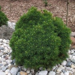 Świerk biały ALBERTA GLOBE - sadzonki