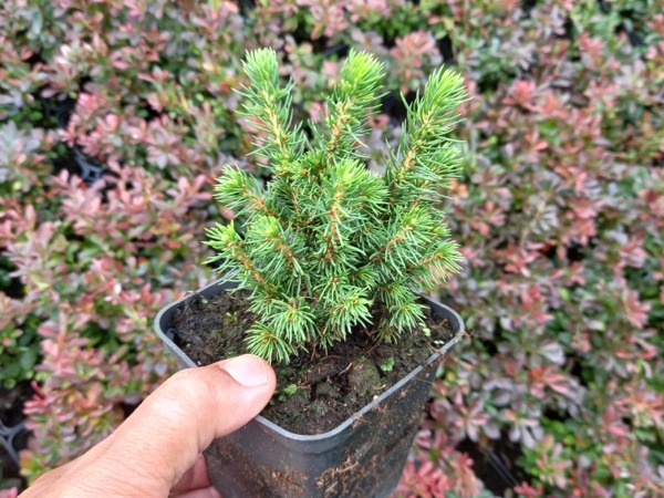 swierk-bialy-alberta-globe-sadzonki-p9 Świerk biały ALBERTA GLOBE - sadzonki P9