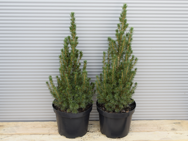 swierk-bialy-conica-c3 Świerk biały CONICA - sadzonki w doniczkach C3