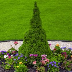 Świerk biały CONICA - sadzonki