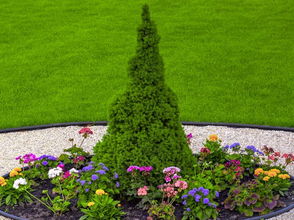 swierk-bialy-conica-sadzonki-5-cc Świerk biały CONICA - sadzonki