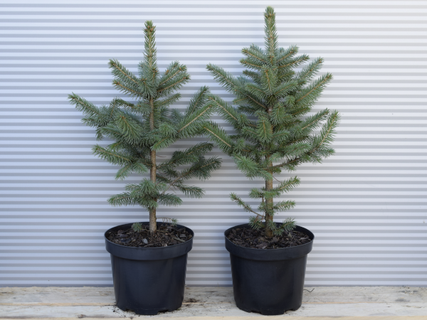 swierk-klujacy-majestic-blue-c3 Świerk kłujący MAJESTIC BLUE - sadzonki w doniczkach C3