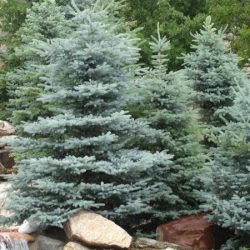 Świerk kłujący MAJESTIC BLUE - sadzonki
