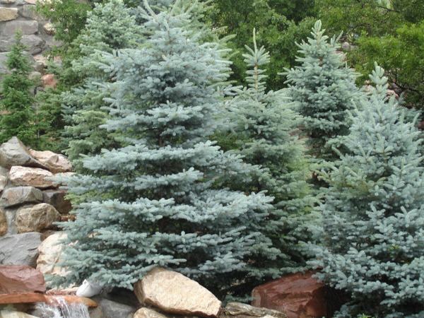 swierk-klujacy-sadzonki-4 Świerk kłujący MAJESTIC BLUE - sadzonki