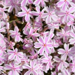 Floks szydlasty CANDY STRIPES - sadzonki