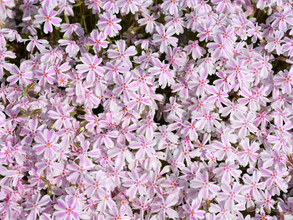 Floks szydlasty CANDY STRIPES - sadzonki