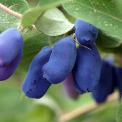 Jagoda kamczacka TUNDRA - sadzonki