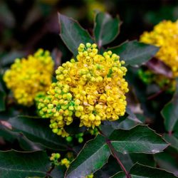 Mahonia pospolita - kwiat