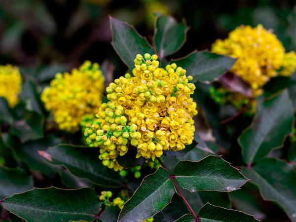 Mahonia pospolita - kwiat