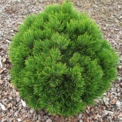 Sosna bośniacka SMIDTII (na pniu) - sadzonki