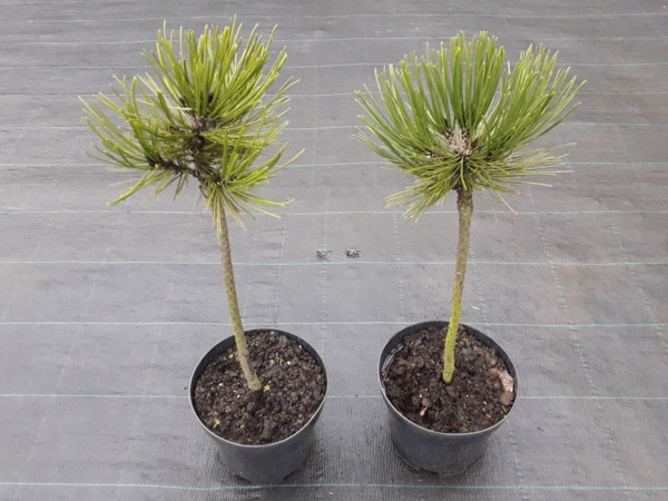 Sosna bośniacka SMIDTII (na pniu) - sadzonki w doniczkach C3