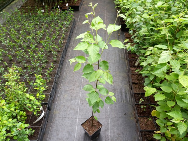 Brzoza papierowa - sadzonki w doniczkach C2