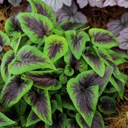 Fiołek wonny HEARTTHROB - sadzonki