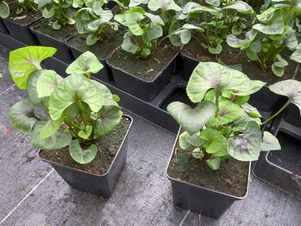 Fiołek wonny HEARTTHROB - sadzonki w doniczkach P9