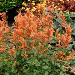 Kłosowiec KUDOS MANDARIN - sadzonki