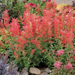 Kłosowiec KUDOS RED - sadzonki