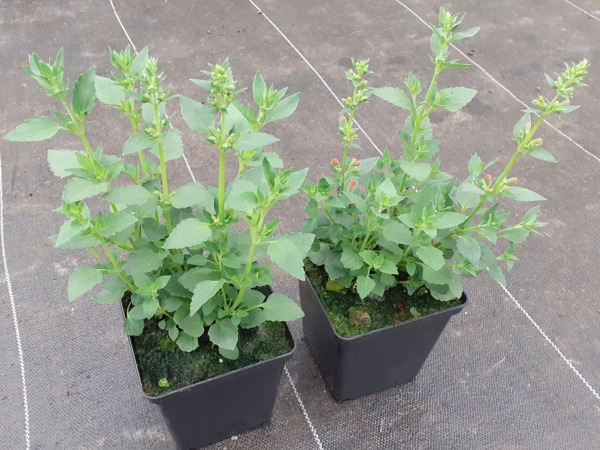 Kłosowiec KUDOS RED - sadzonki w doniczkach P11