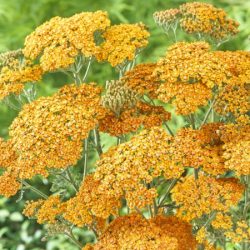 Krwawnik pospolity TERRACOTTA - sadzonki