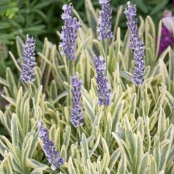 Lawenda pośrednia PLATINUM BLONDE - sadzonki