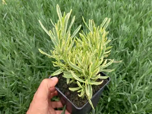 Lawenda pośrednia PLATINUM BLONDE - sadzonki w doniczkach P11