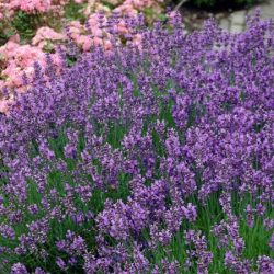 Lawenda wąskolistna MUNSTEAD - sadzonki
