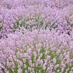 Lawenda wąskolistna ROSEA - sadzonki