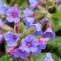 Miodunka plamista TREVI FOUNTAIN - sadzonki