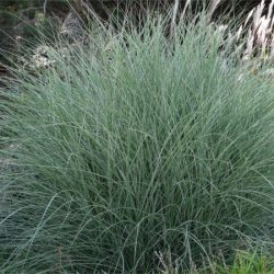 Miskant chiński MORNING LIGHT - sadzonki