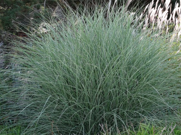 miskant-chiński-morning-light-sadzonki-2 Miskant chiński MORNING LIGHT - sadzonki