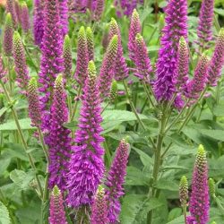 Przetacznik długolistny FIRST MATCH - sadzonki