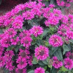 Pysznogłówka ogrodowa BEE-FREE - sadzonki