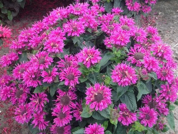 pysznoglowka-bee-free-sadzonki-3 Pysznogłówka ogrodowa BEE-FREE - sadzonki