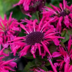 Pysznogłówka ogrodowa BEE-MERRY - sadzonki