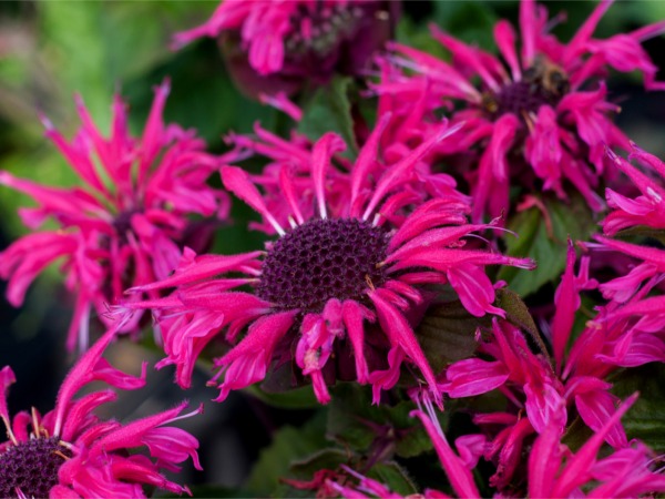 pysznoglowka-bee-merry-sadzonki-5 Pysznogłówka ogrodowa BEE-MERRY - sadzonki