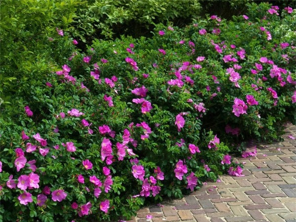 Róża pomarszczona - sadzonki