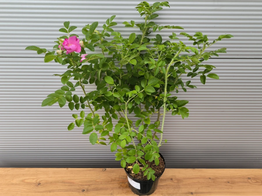 roza-pomarszczona-sadzonki-c3 Róża pomarszczona - sadzonki w doniczkach C3