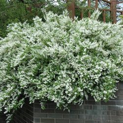 Żylistek wysmukły (Deutzia gracilis) - sadzonki