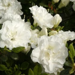 Azalia japońska EISPRINZESSIN 'Hacheis' - sadzonki w doniczkach