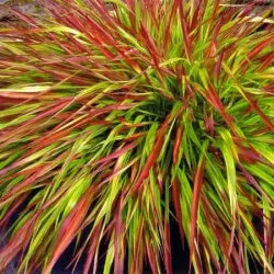 Hakonechloa smukła MULLED WINE - sadzonki w doniczkach