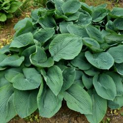 Funkia (hosta) ELEGANS - sadzonki w doniczkach