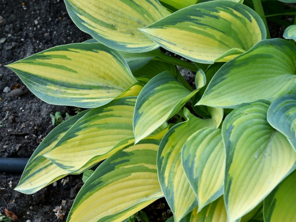 hosta-funkia-june-sadzonki-2 Funkia JUNE - obrazek 1