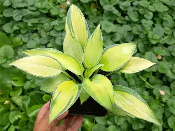 hosta-funkia-june-sadzonki-w-doniczkach-p11 Funkia (Hosta) JUNE - sadzonki w doniczkach P11