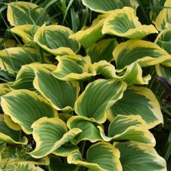 Funkia (hosta) LIBERTY - sadzonki w doniczkach