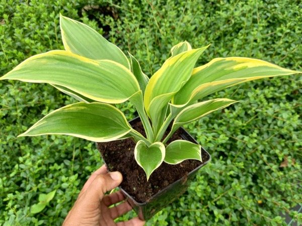Funkia (Hosta) LIBERTY - sadzonki w doniczkach P13
