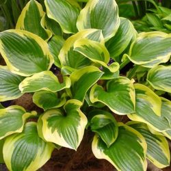 Funkia (hosta) QUEEN JOSEPHINE - sadzonki w doniczkach