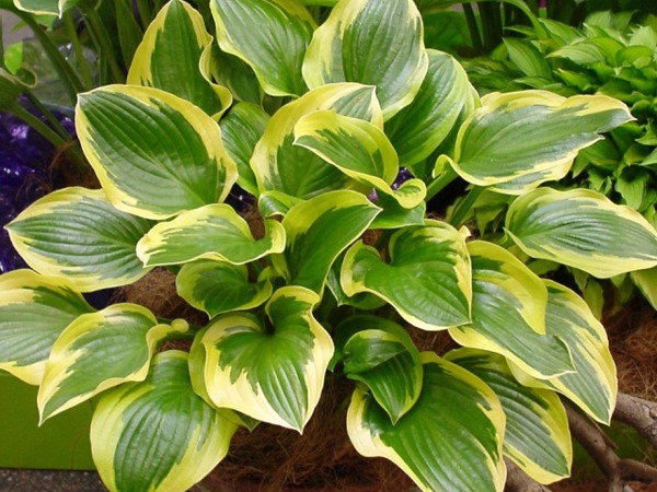 hosta-funkia-queen-josephine-sadzonki-3 Funkia (hosta) QUEEN JOSEPHINE - sadzonki w doniczkach