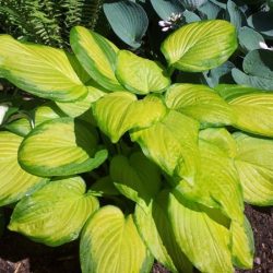 Funkia (hosta) STAINED GLASS - sadzonki w doniczkach