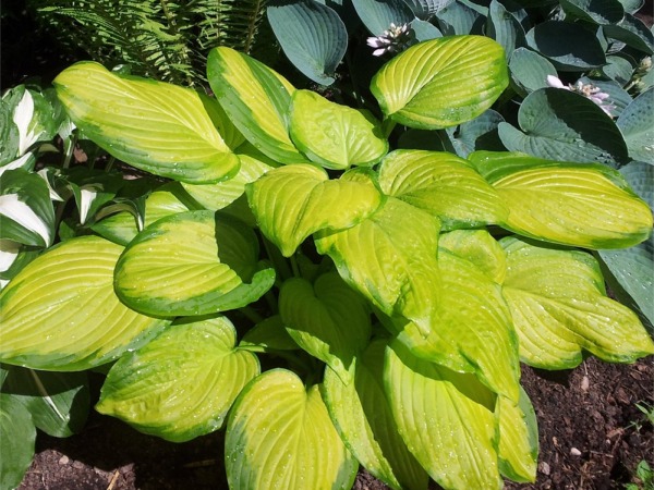 hosta-funkia-stained-glass-sadzonki-1 Funkia (hosta) STAINED GLASS - sadzonki w doniczkach